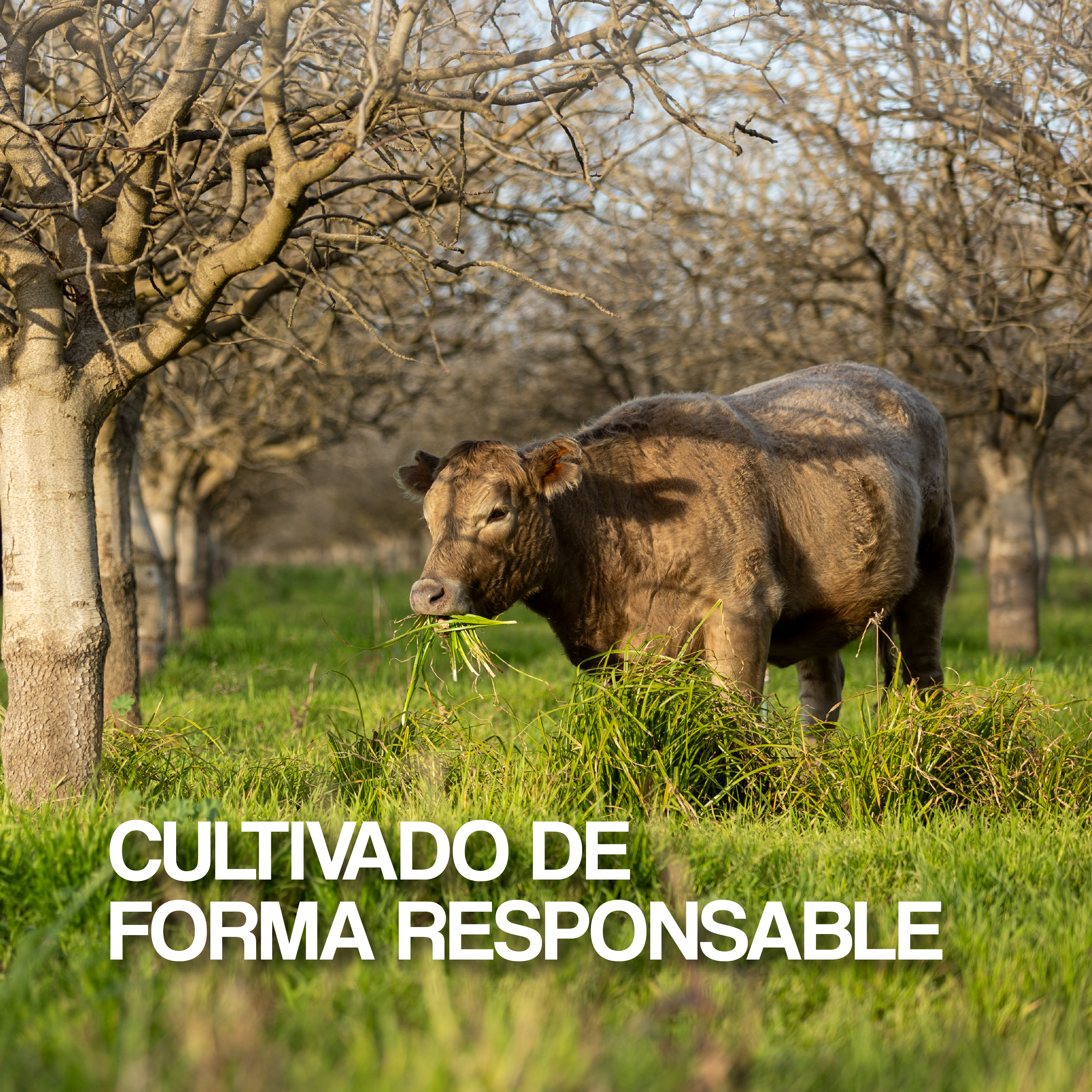 Responsiby Grown